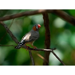 Macchina fotografica reflex Sony ILCE-7M4